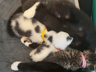 Mixed Breed cats Kittens - Advert 9