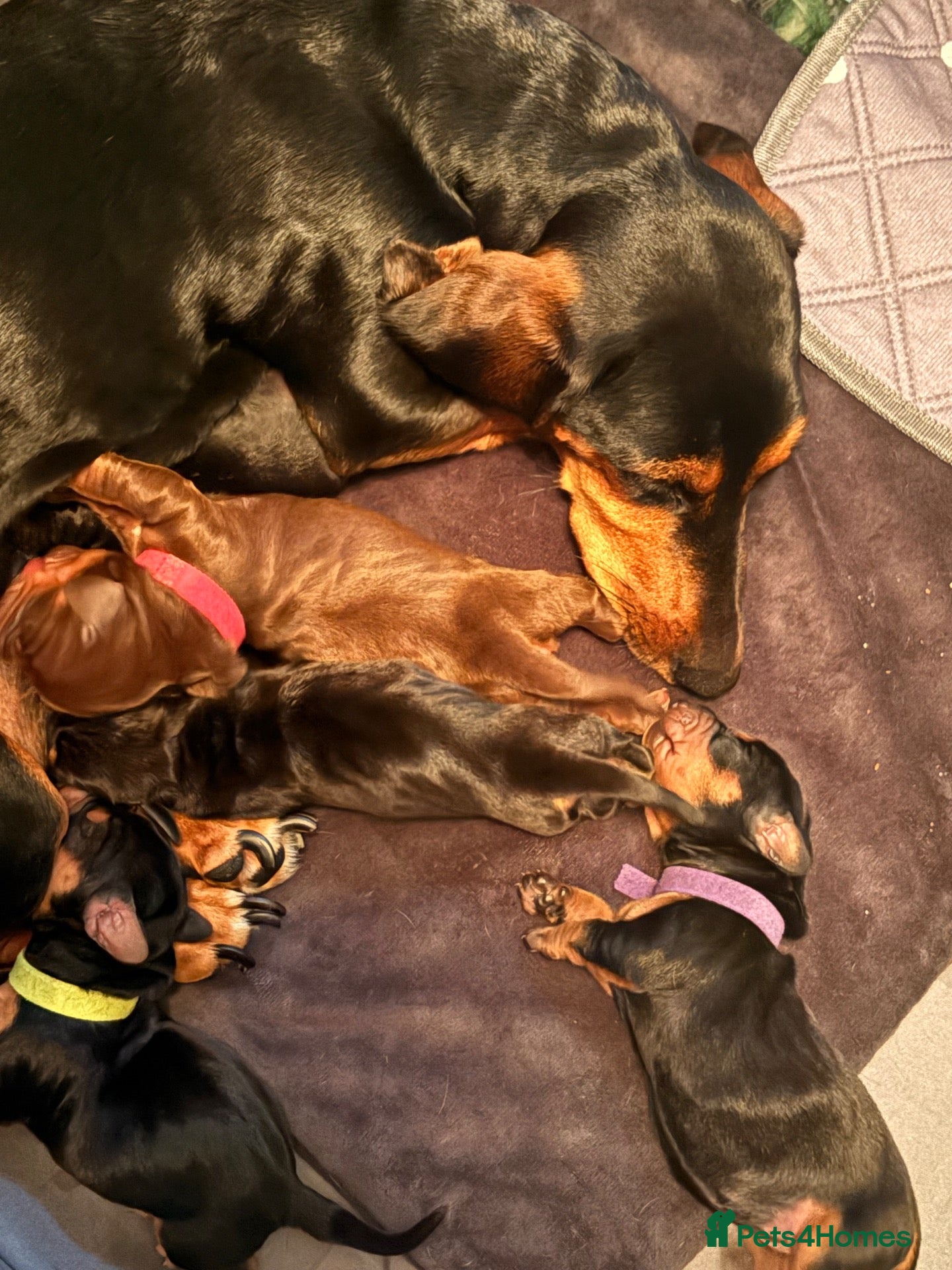 Dachshund dogs Gorgeous litter of dachshunds!!  - Advert 18