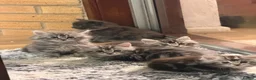 Maine Coon cats for sale: Maine Coon kittens - Advert 20