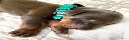 Dobermann dogs for sale: KC REGISTERED DOBERMAN PUPS - Advert 9