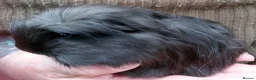 Guinea Pig rodents for sale: Long coated Sheltie  - Advert 5
