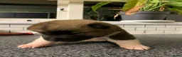 Akita dogs for sale: American Akita Pups in Hengoed - Advert 5