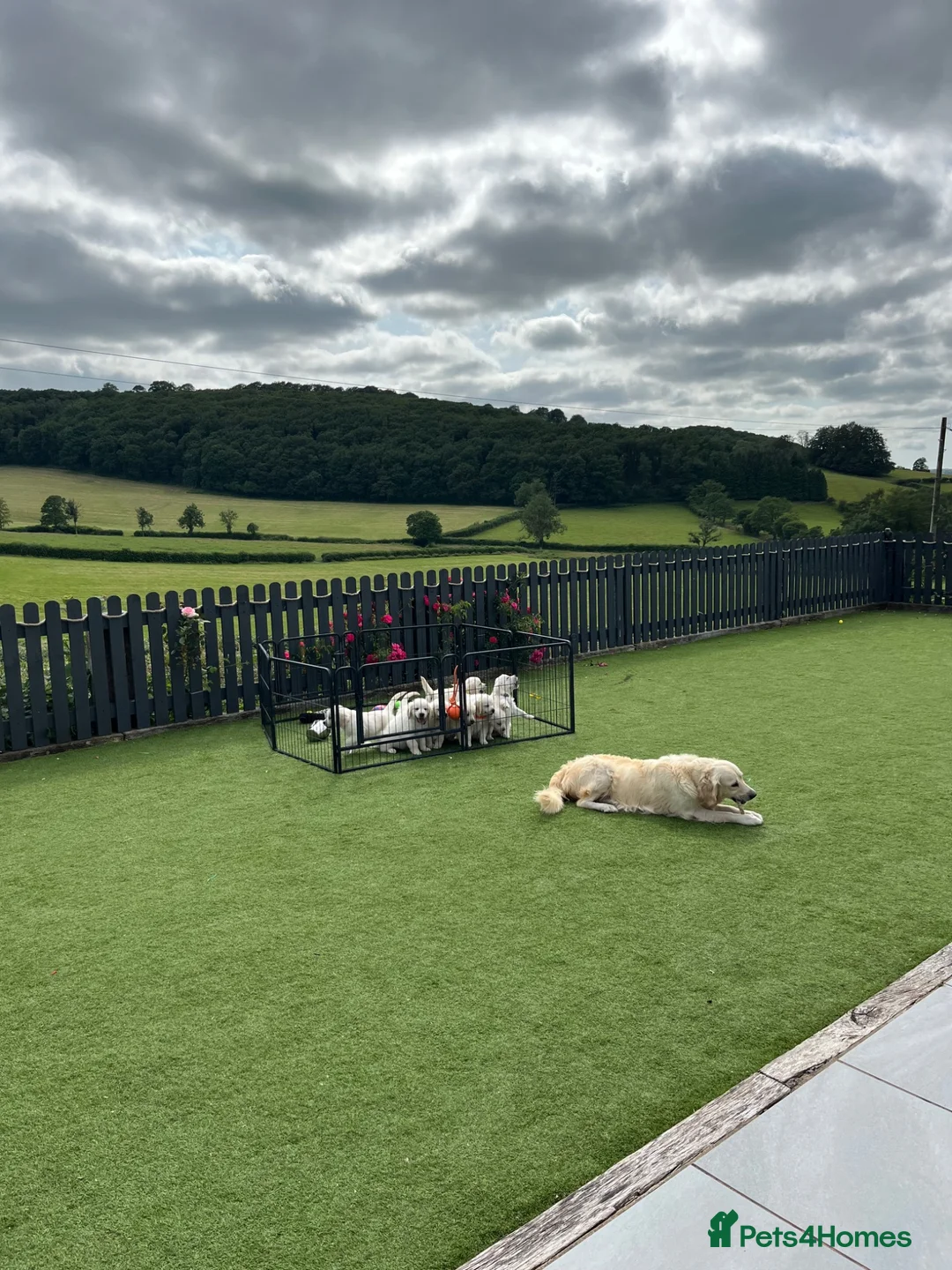 Golden Retriever dogs for sale: kc reg Fully health tested litter - Advert 1