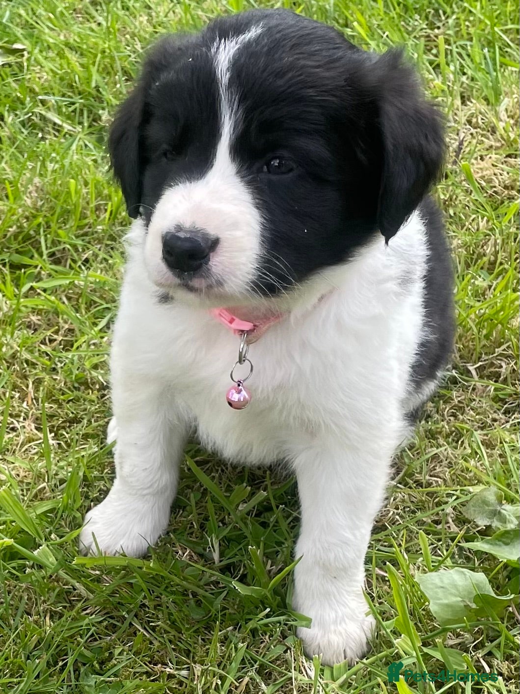 Mixed Breed dogs for sale: Lovely litter of fluffy Sprockers - Advert 1