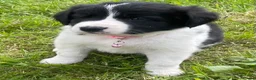 Mixed Breed dogs for sale: Lovely litter of fluffy Sprockers - Advert 1