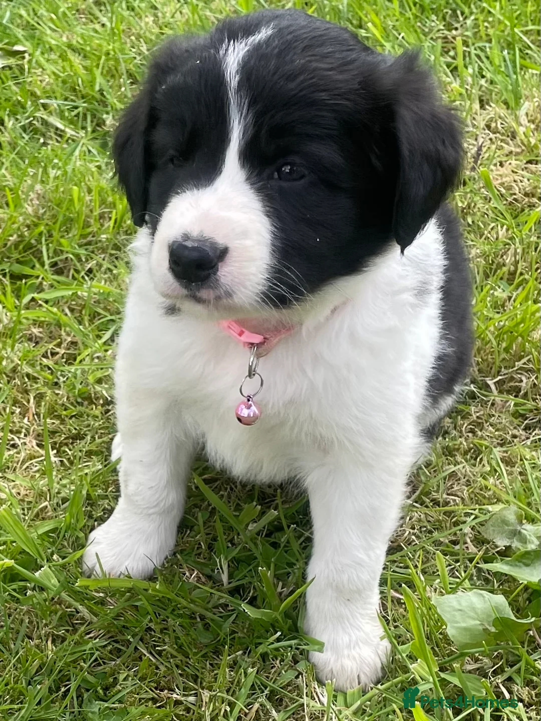 Mixed Breed dogs for sale: Lovely litter of fluffy Sprockers - Advert 1