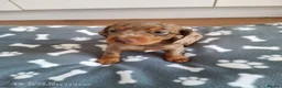 Miniature Dachshund dogs for sale: Beautiful miniature dachshund puppies  in Cannock - Advert 6