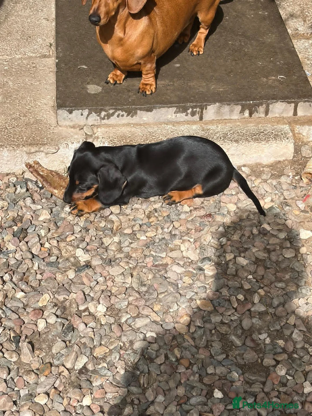 Miniature Dachshund dogs for sale: Dachshund miniature pup - Advert 2