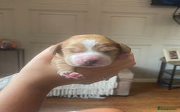 Cocker Spaniel dogs for sale: Cocker spaniel puppies  - Image 1