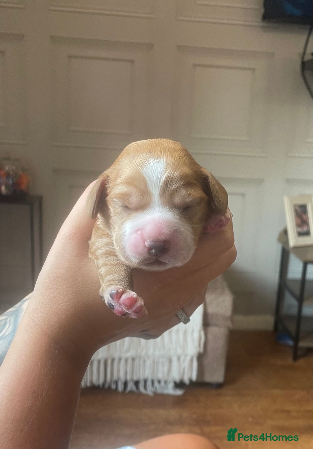 Cocker Spaniel dogs for sale: Cocker spaniel puppies  - Image 1