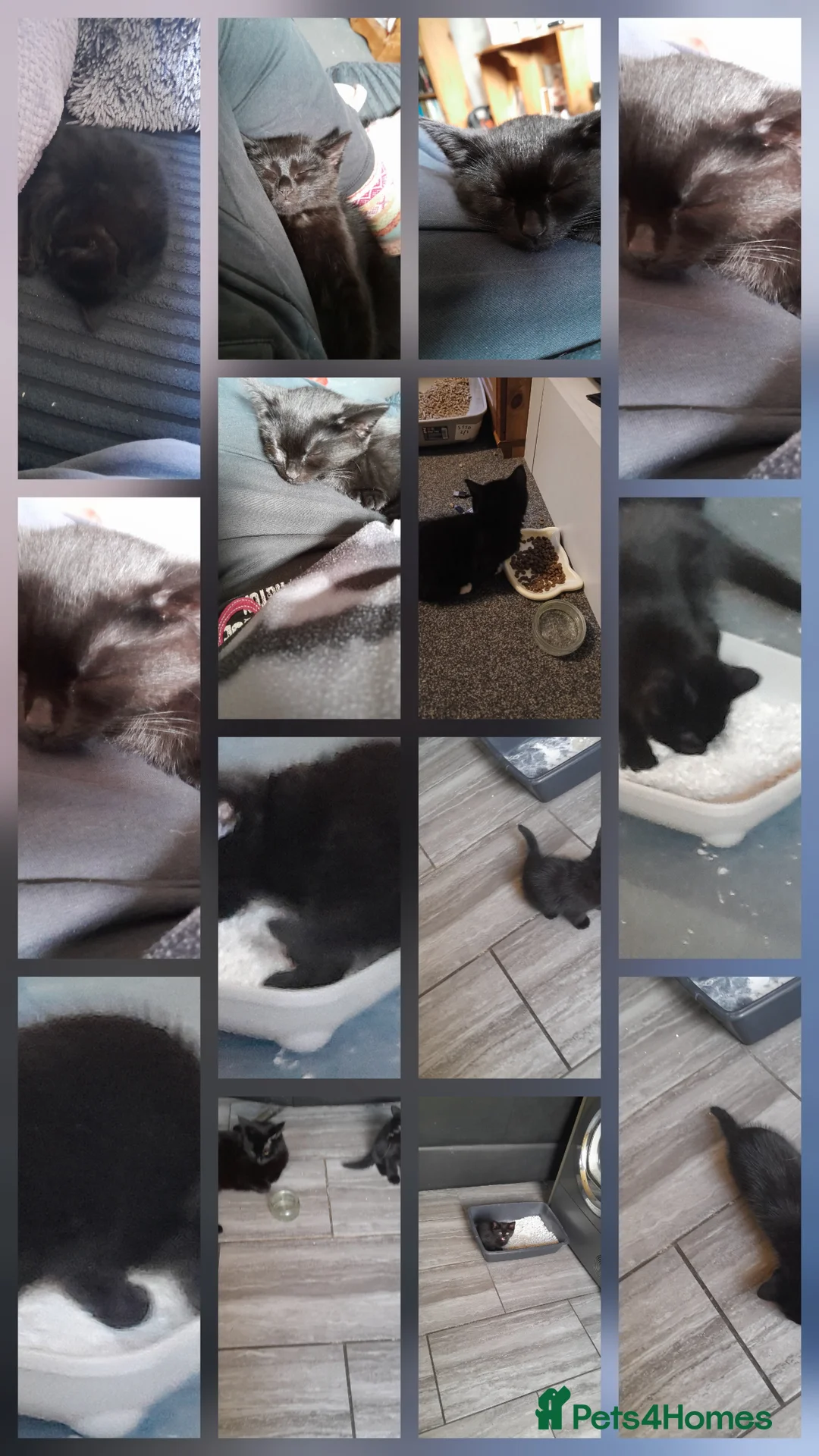 Mixed Breed cats for sale: 1 Beautiful Male Kitten 10weeks old. - Advert 2