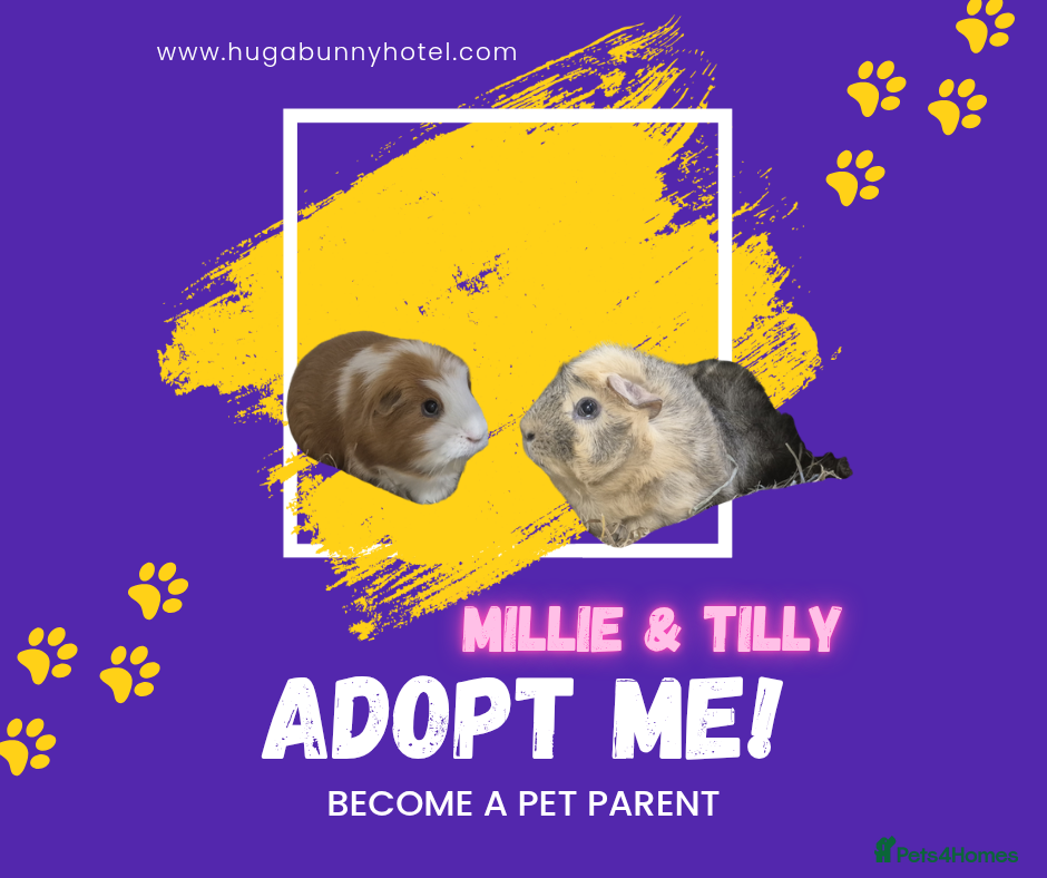 Guinea Pig rodents Millie & Tilly Guinea Pigs  - Advert 1