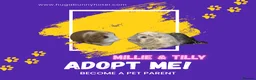 Guinea Pig rodents for sale: Millie & Tilly Guinea Pigs  - Advert 1