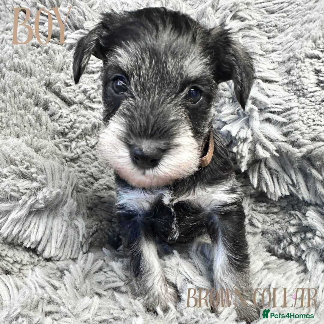 Miniature Schnauzer dogs for sale: Miniature Schnauzer puppies  - Advert 4