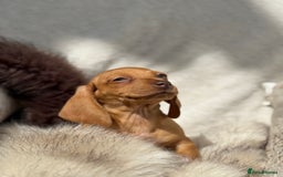 Miniature Dachshund dogs for sale: READY TO LEAVE Rainbow KC Reg Miniature Dachshunds - Image 36