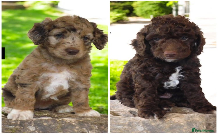 Cockapoo dogs - Advert 8