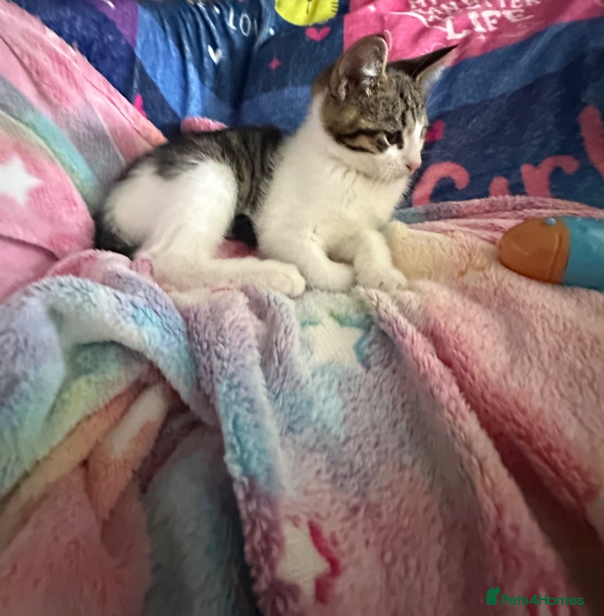 Mixed Breed cats 13 week old female half bengal kitten  - Advert 1