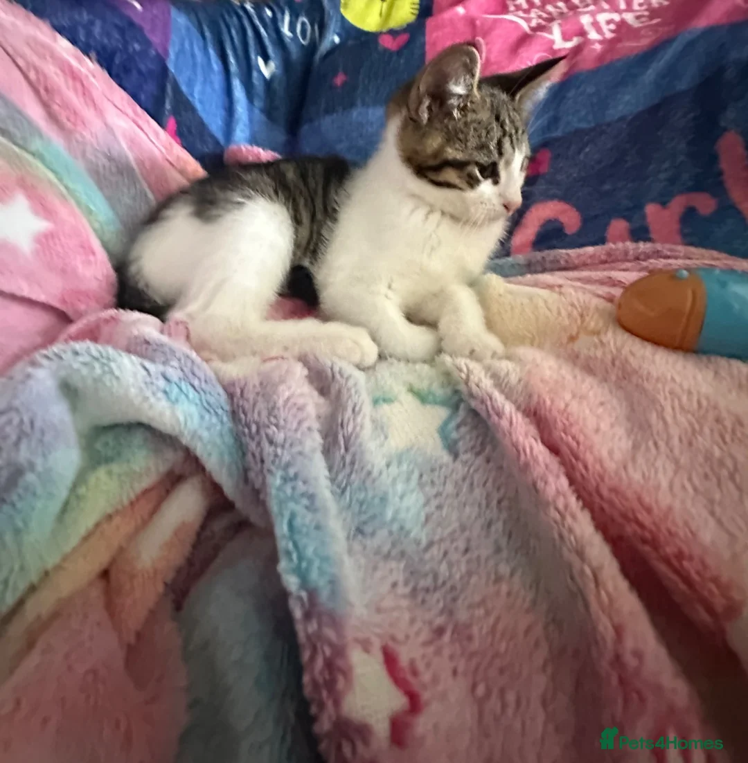 Mixed Breed cats for sale: 13 week old female half bengal kitten  in Sutton Coldfield - Advert 1