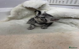 British Shorthair cats for sale: British shorthair silver tabby boy  - Image 4