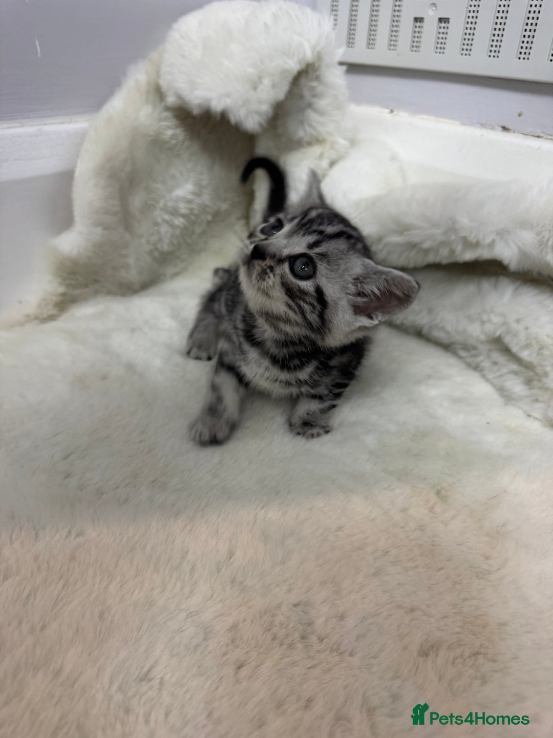 British Shorthair cats for sale: British shorthair silver tabby boy  - Image 4