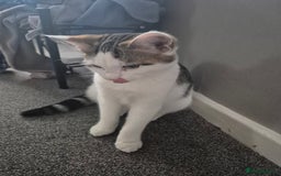 British Shorthair cats for sale: Male and female kittens - Image 3