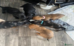 Mixed Breed dogs for sale: Dachshund cross Patterdale - Image 19