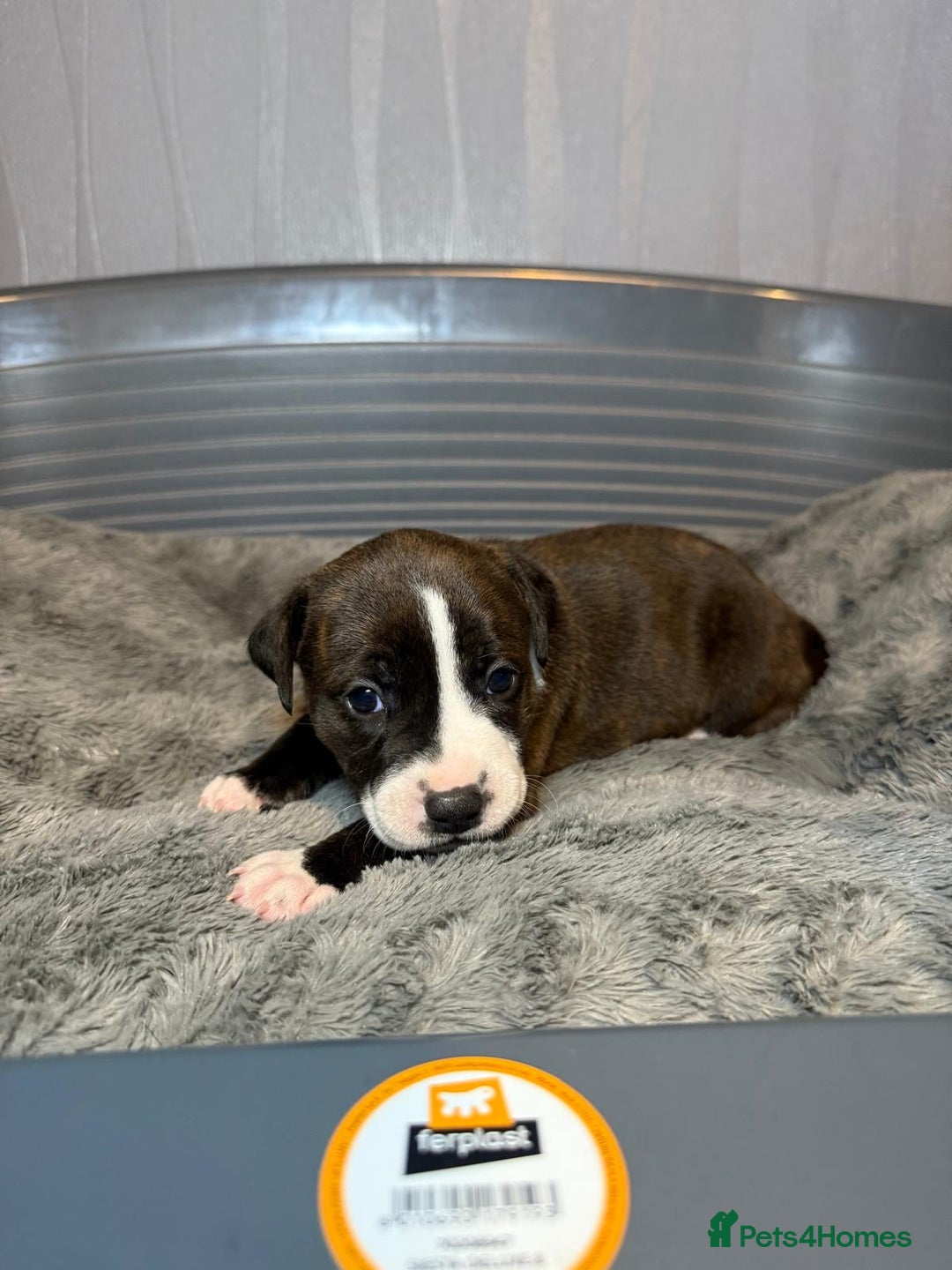 Staffordshire Bull Terrier dogs for sale: Staffordshire bull terrier puppy’s  - Image 21
