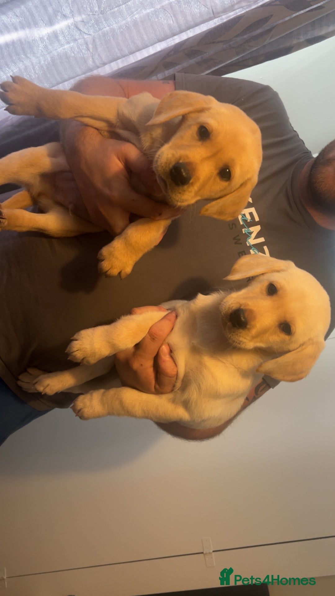 Labrador Retriever dogs for sale: Stunning Labrador puppys - Advert 1