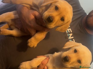 Labrador Retriever dogs Stunning Labrador puppys - Advert 17