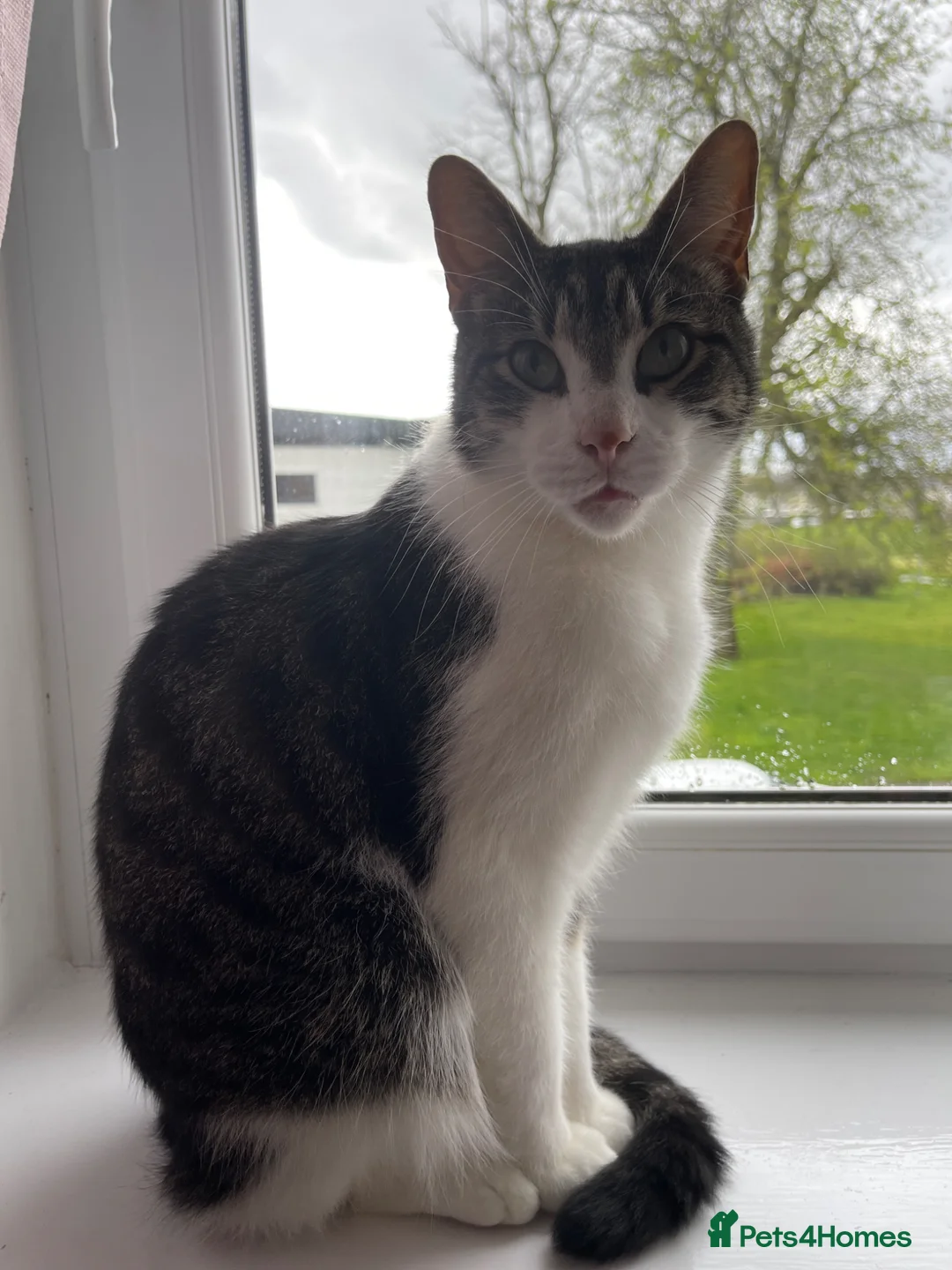 Mixed Breed cats for sale: Male Cat Named Tom  - Advert 1