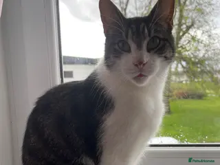 Mixed Breed cats Male Cat Named Tom - Advert 1