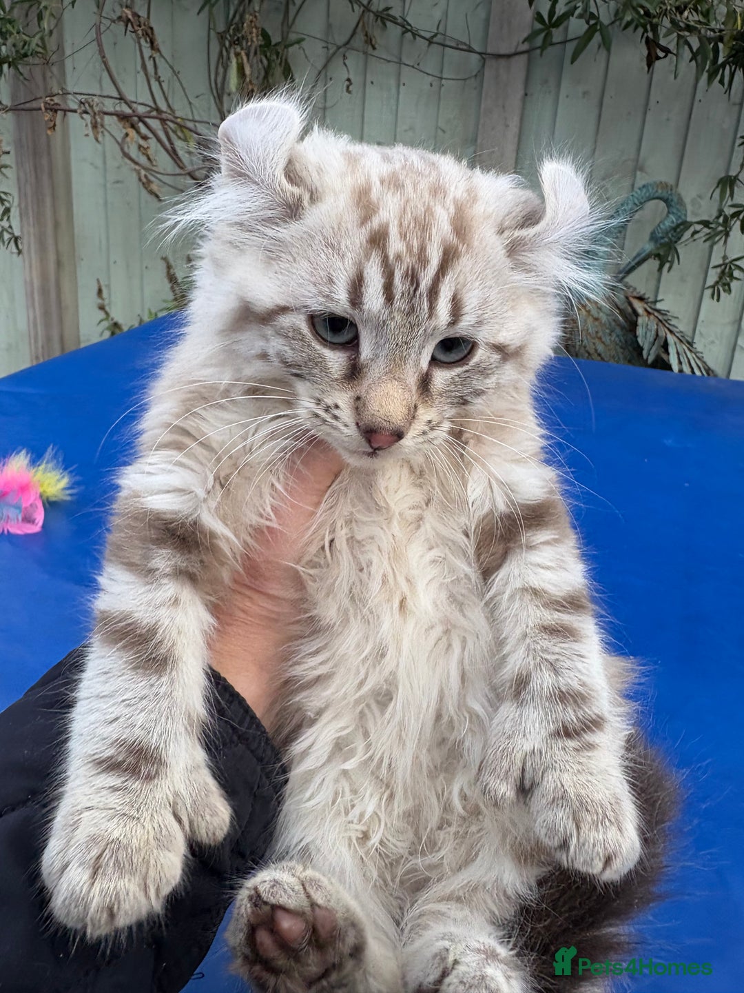 Keetso cats for sale: Stunning rare longhaired polydactyl curled eared  - Advert 29