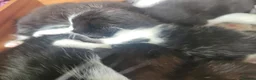 Domestic Shorthair cats for sale: Beautiful tuxedo kittens - Advert 3
