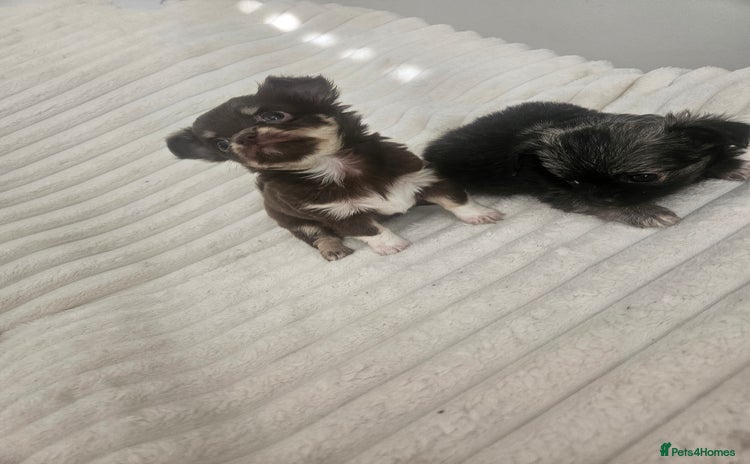 Chihuahua dogs - Advert 5