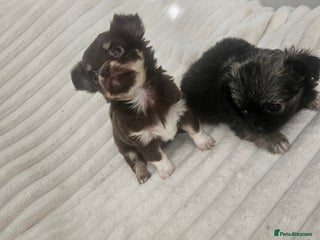 Chihuahua dogs - Advert 1
