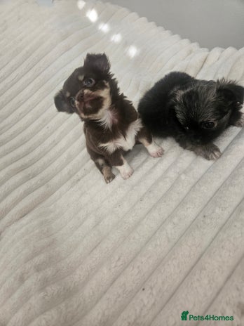 Chihuahua dogs - Advert 4