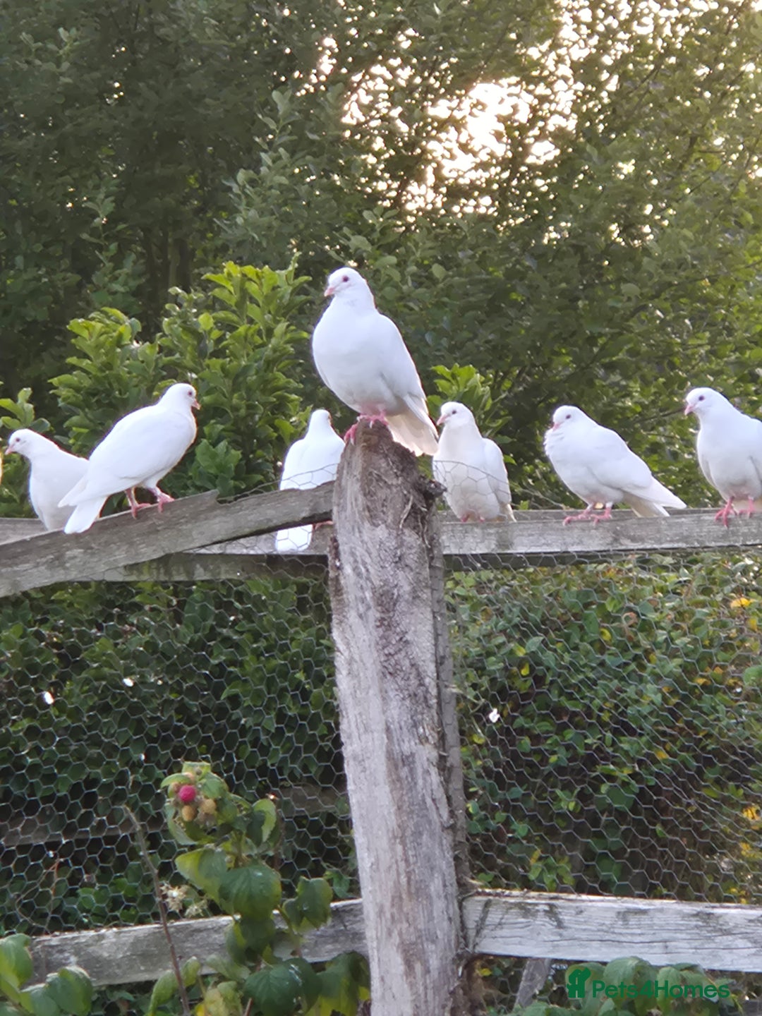 Doves birds for sale: White doves - Image 1