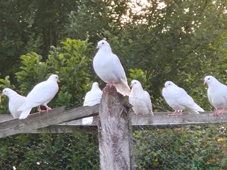 Doves birds - Advert 7