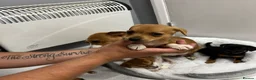 Jack Russell dogs for sale: 6 jack Russel puppies  - Advert 15