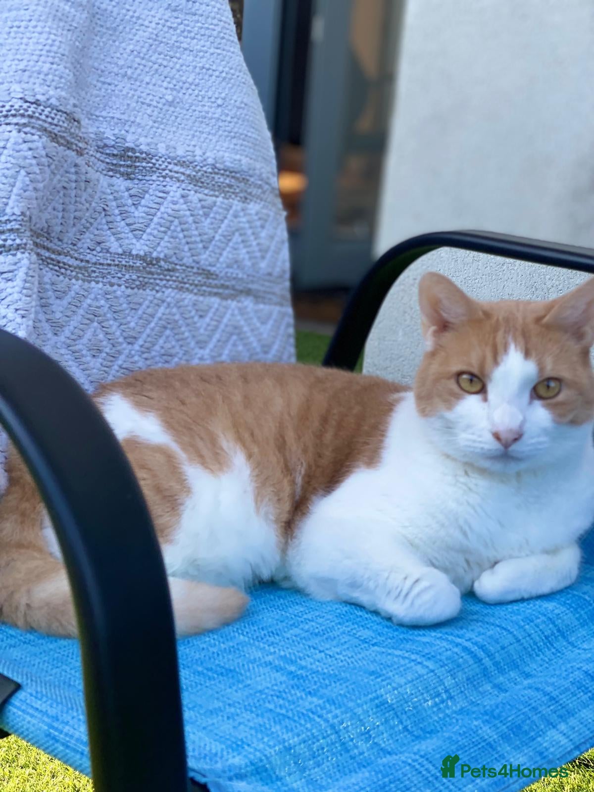 American Wirehair cats  Gentle  Lap Cat Looking for a Loving Home - Advert 1