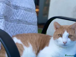 American Wirehair cats Gentle Lap Cat Looking for a Loving Home - Advert 1