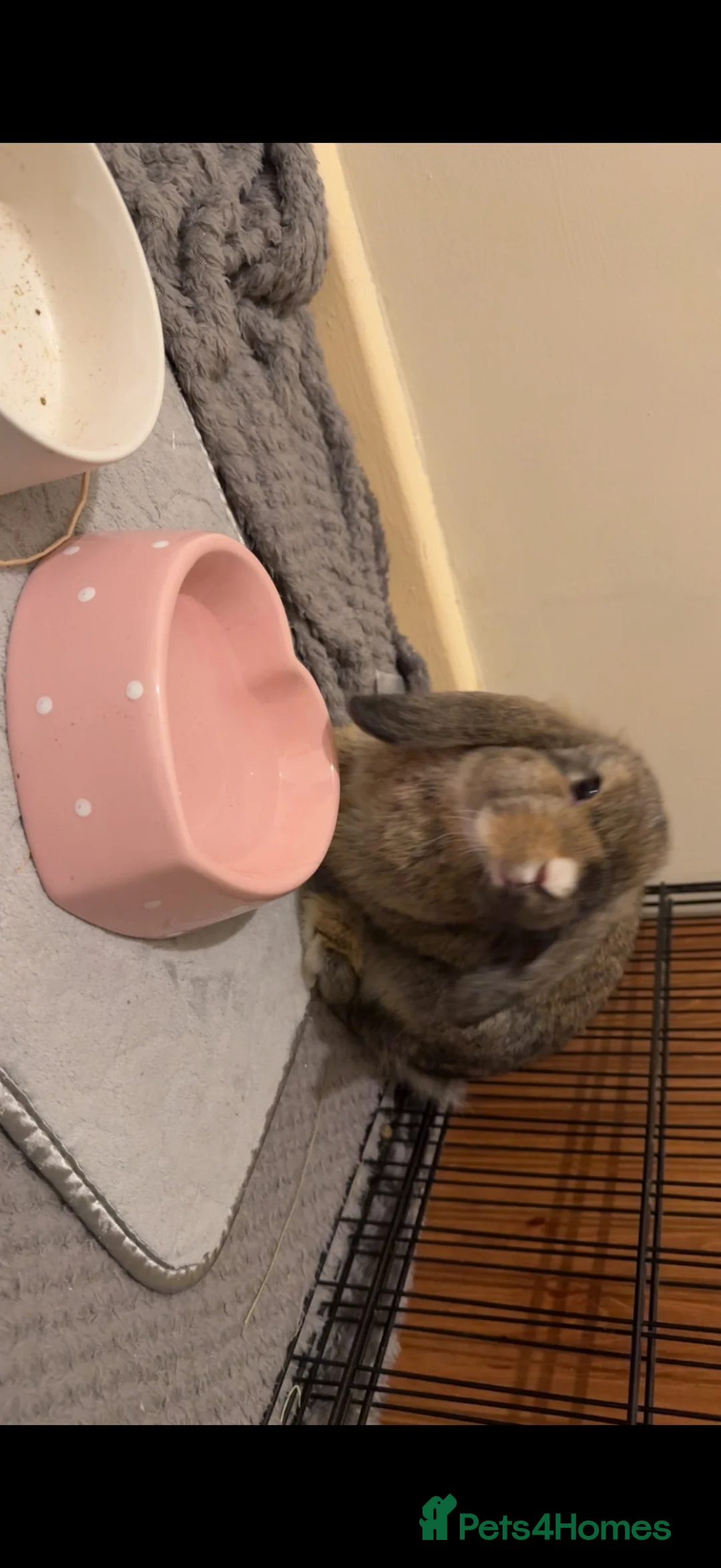 Mini Lop rabbits for sale: Gorgeous Neutered Mini Lop Looking For Companion - Advert 2