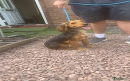 Cocker Spaniel dogs for sale: Gorgeous 8 month old female cocker spaniel - Image 1