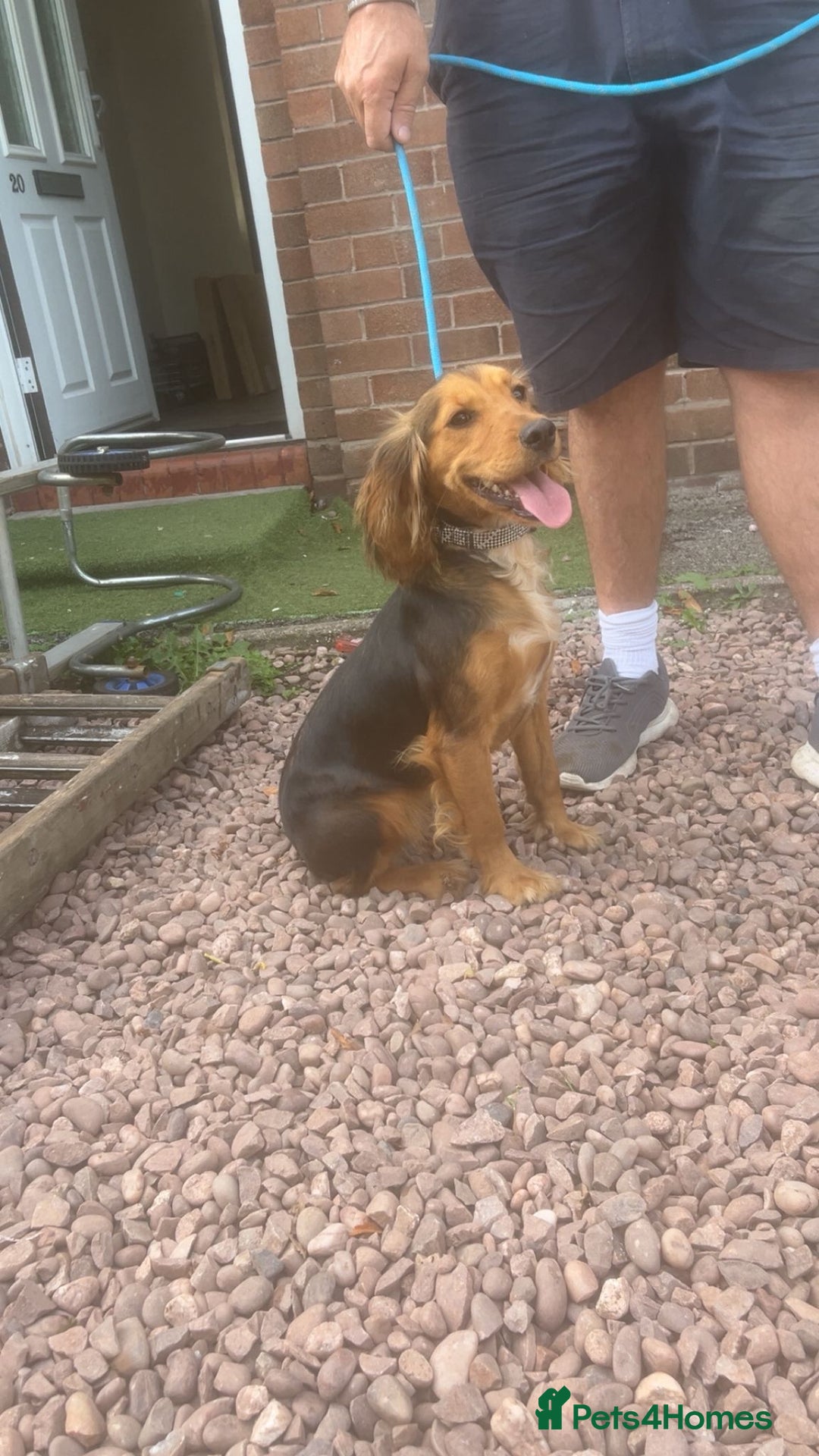 Cocker Spaniel dogs for sale: Gorgeous 8 month old female cocker spaniel - Image 1