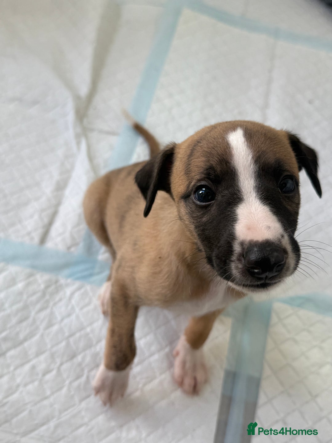 Whippet dogs for sale: Beautiful pedigree whippet puppies  - Image 23
