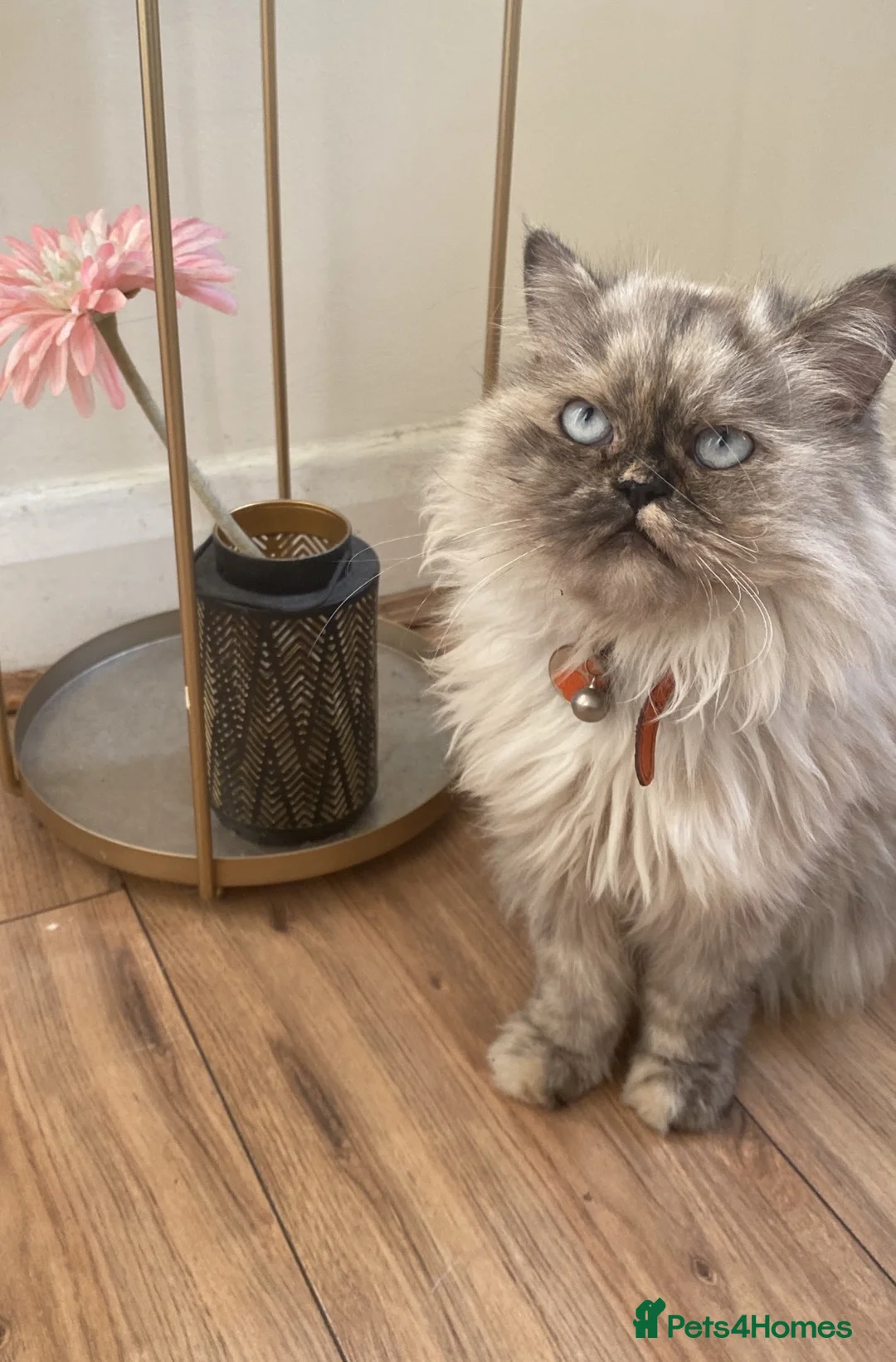 Persian cats for sale: Rag doll x Persian kitten  - Advert 4