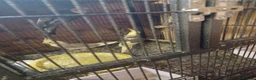 Cockatiels birds for sale: Cockatiels and pair pennents  - Advert 5