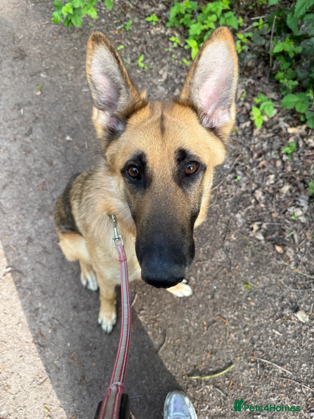 German Shepherd dogs for sale: Storm looking for a forever home - Advert 8