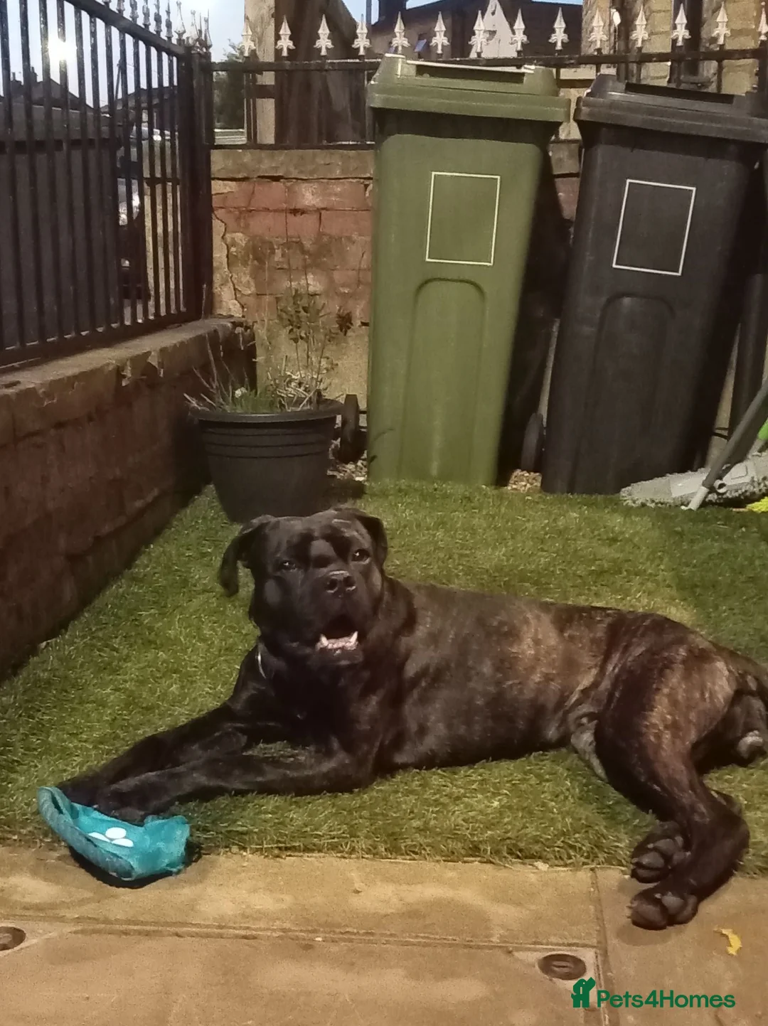 Cane Corso dogs for sale: Zara  in Cleckheaton - Advert 10