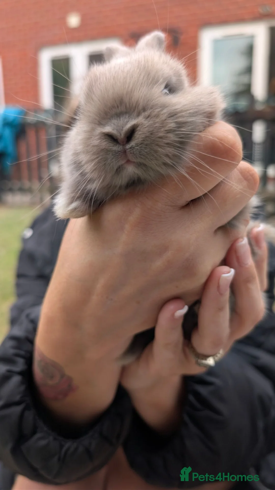 Mixed Breed rabbits for sale: Rabbits  in Wigan - Advert 4